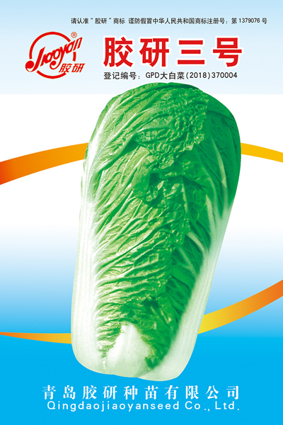 胶研三号——秋播白菜
